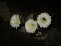 d92dc854-Picture 6297.jpg